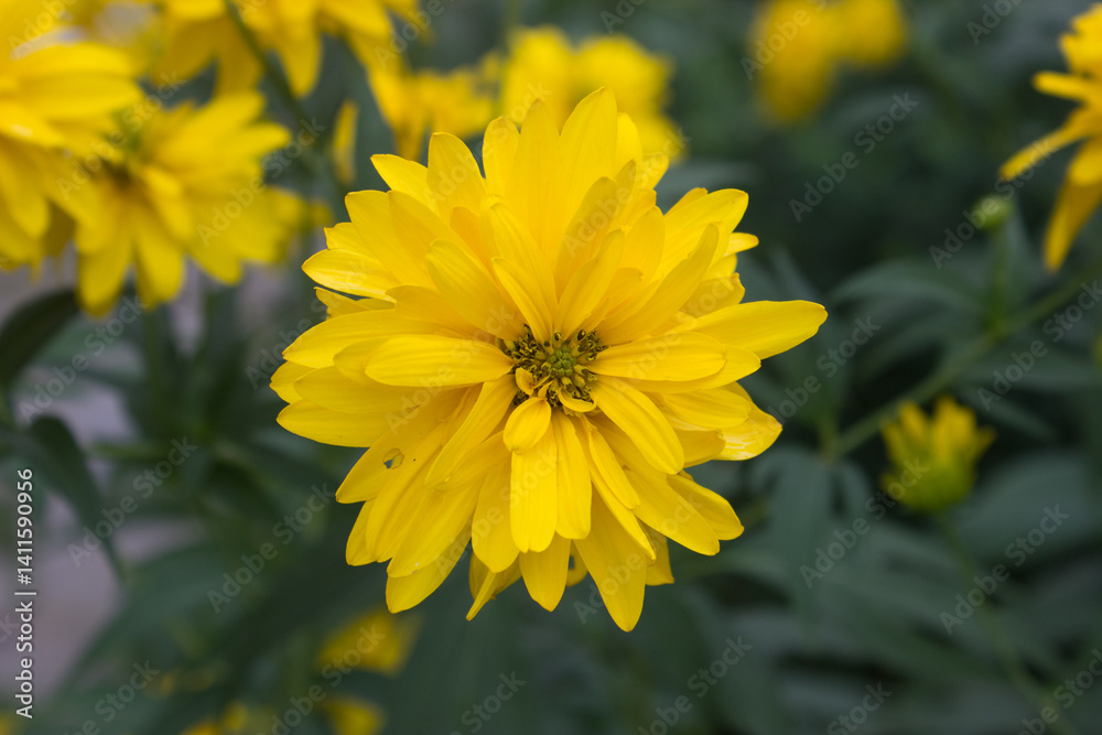 Yellow flower Rudbéckia blooming in a lush green garden Yellow flower Rudbéckia blooming in a lush green garden
