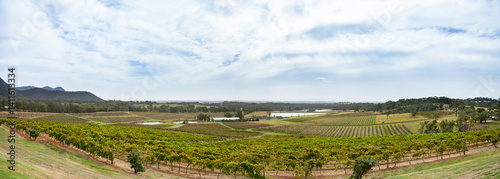 Rows of green grape vines in pokolbin in autumn