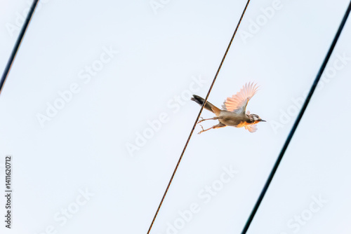 夕日を浴びる可愛いカオジロガビチョウ（チメドリ科）
英名学名：White-browed Laughingthrush (Garrulax sannio, family Chimedonidae)
群馬県太田市利根川河川敷-2025年

 photo