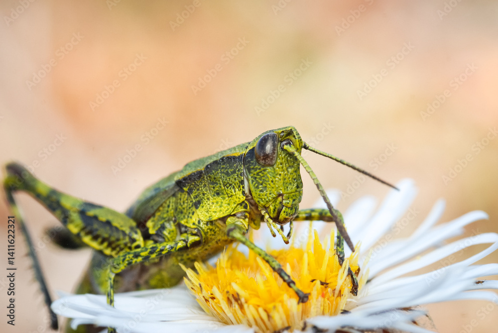 Close up of a north Island grasshopper Close up of a north Island grasshopper