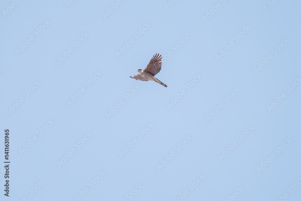 飛翔する美しいハイタカ(タカ科)
英名学名:Sparrowhawk (Accipiter nisus, family comprsing hawks)
栃木県栃木市渡良瀬遊水地-2025
飛翔する美しいハイタカ(タカ科)
英名学名:Sparrowhawk (Accipiter nisus, family comprsing hawks)
栃木県栃木市渡良瀬遊水地-2025