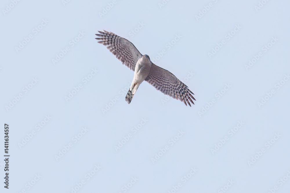Obraz premium 飛翔する美しいハイタカ（タカ科） 英名学名：Sparrowhawk (Accipiter nisus, family comprsing hawks) 栃木県栃木市渡良瀬遊水地-2025 
