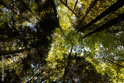 autumn leaves in the forest