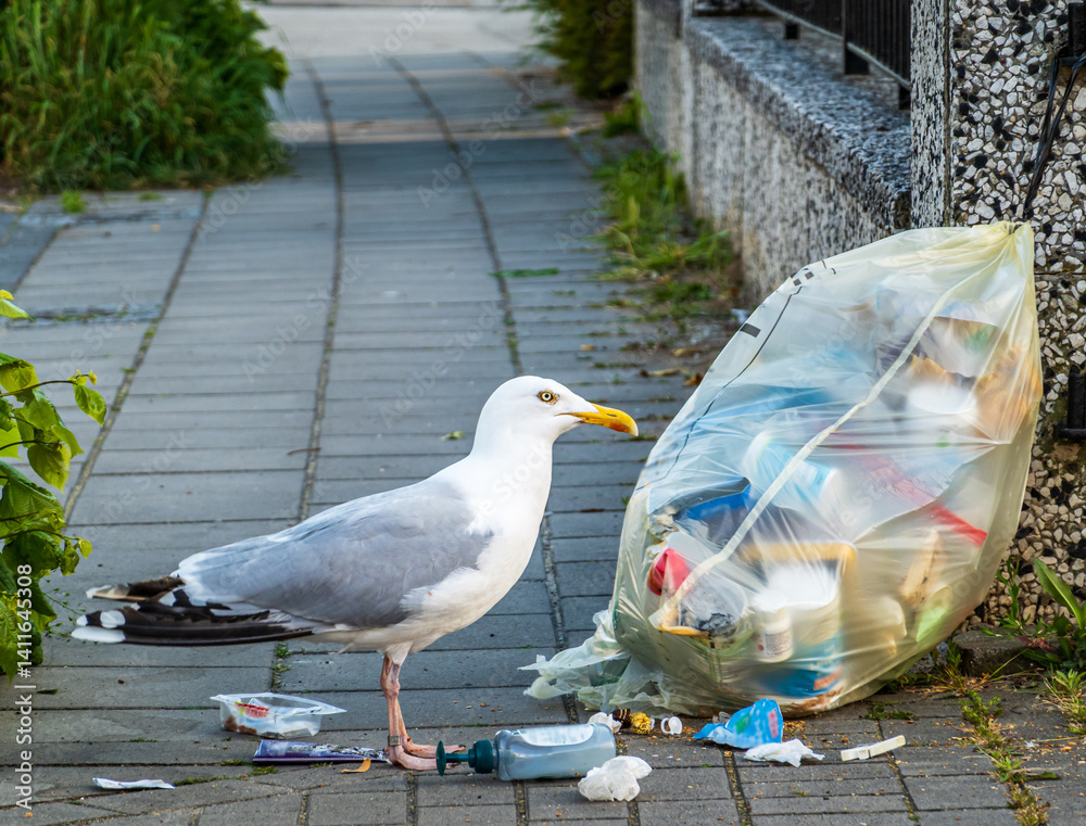 Seagull next to overflowing trash bag on sidewalk in urban area during early morning hours searching for food scraps