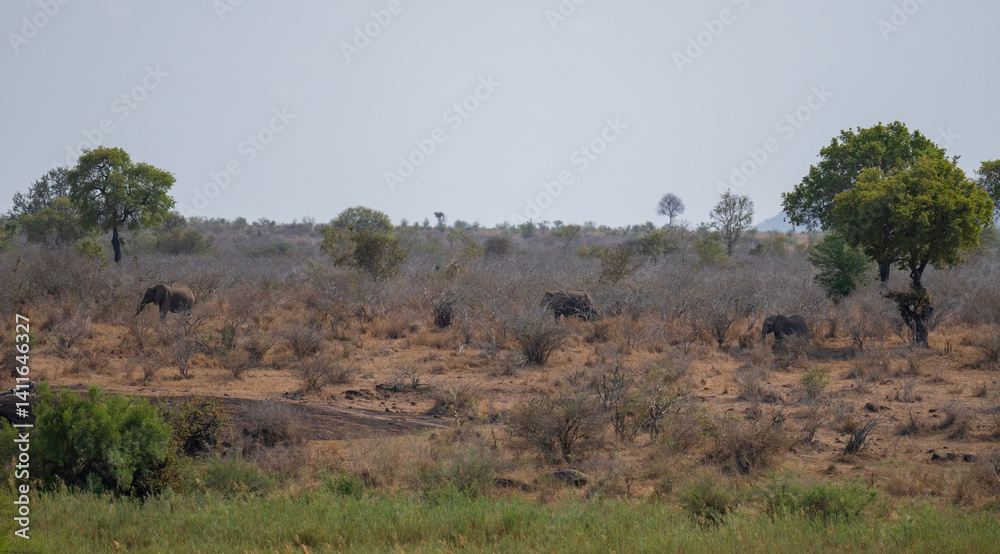 Afrikanische Tiere Elefanten im Busch vom Krüger National Park - Kruger Nationalpark Südafrika
