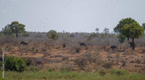 Obraz na płótnie Afrikanische Tiere Elefanten im Busch vom Krüger National Park - Kruger Nationalpark Südafrika w salonie