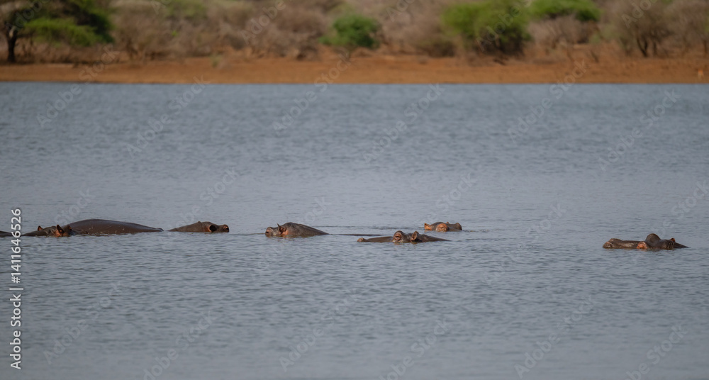 Flusspferd genannt Nilpferd - Hippo, im Krüger National Park - Kruger Nationalpark Südafrika
