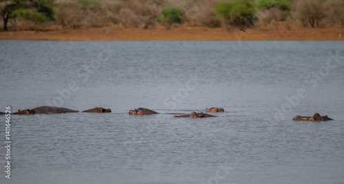 Obraz na płótnie Flusspferd genannt Nilpferd - Hippo, im Krüger National Park - Kruger Nationalpark Südafrika w salonie