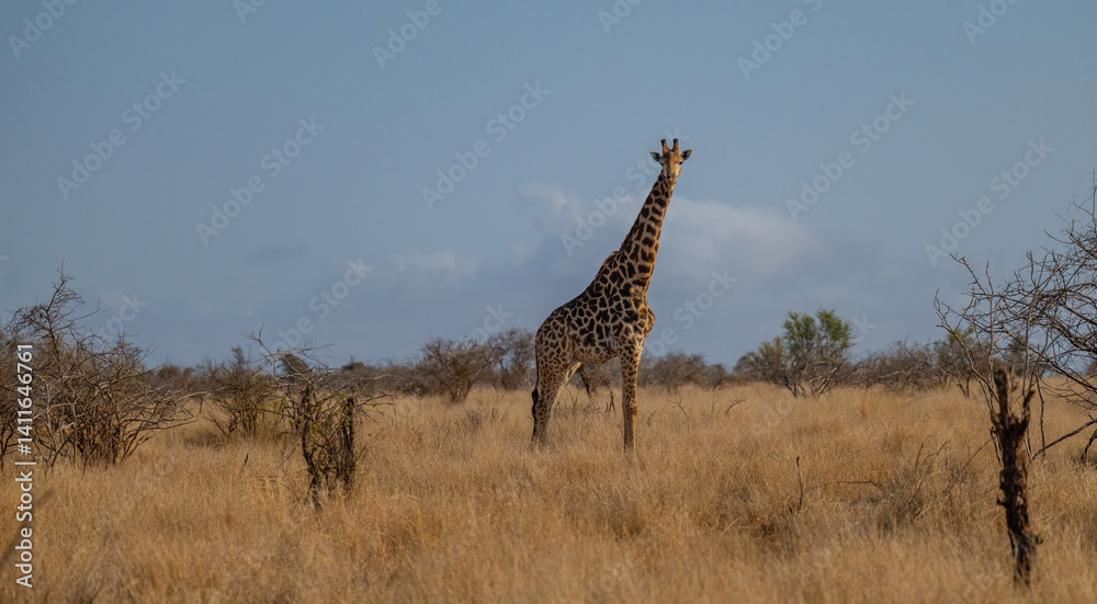 Obraz premium Giraffe im Busch vom Krüger National Park - Kruger Nationalpark Südafrika
