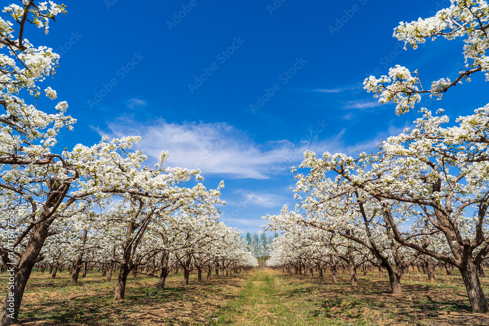 Pear flowers bloom in spring Pear flowers bloom in spring