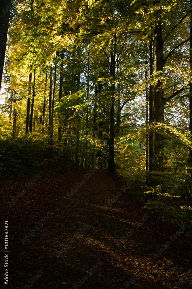 Fototapeta premium autumn in the park