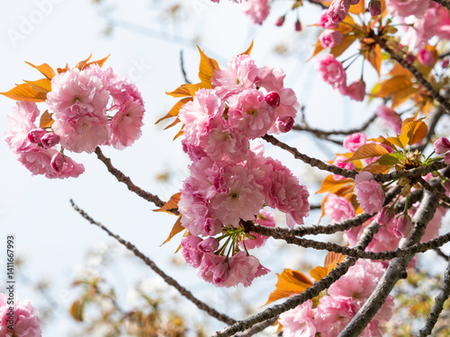 公園に咲いた八重桜