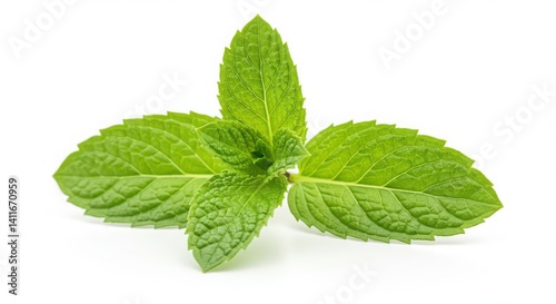 Mint leaves isolated on white background