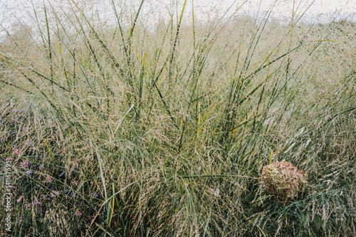 Panicum virgatum also known as switchgrass tall prairie grass and panic grass with fine seed heads. Linked to native landscaping biofuel soil conservation and biodiversity