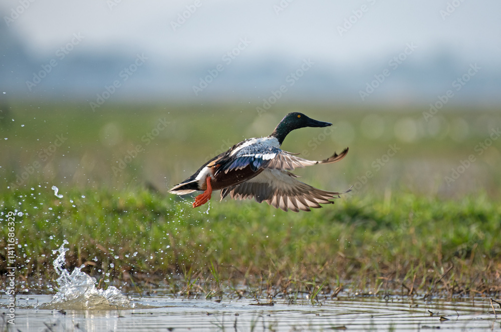 Northern shoveler male flying out of water in the wetlands. Close up, selective focus.