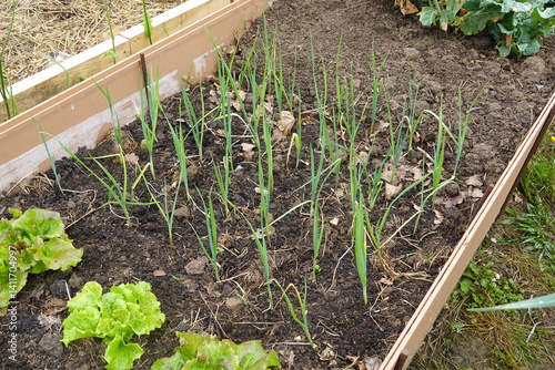 young leek plants recently planted in the vegetable garden next to lettuces