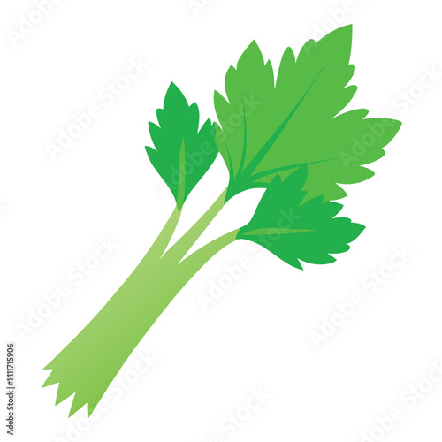 Fresh celery leaf single on clean white background. 