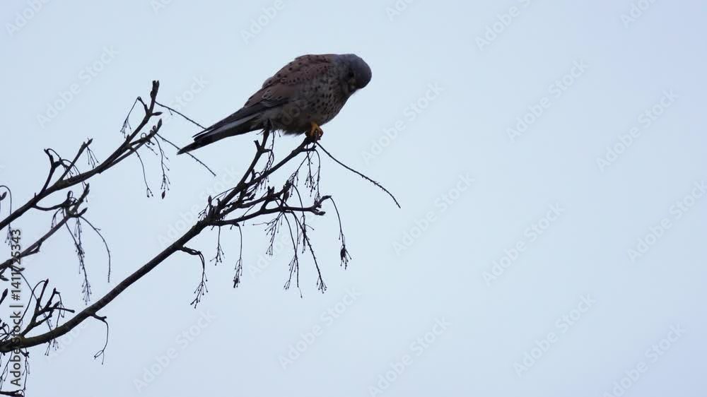 faucon crécerelle mâle un soir d'hiver, juchée sur son perchoir, le rapace observe au sol, et plonge sur sa proie, moment de vie de la nature