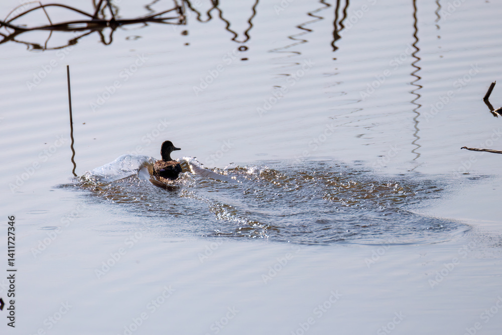 Fototapeta premium 飛翔する美しいコガモ（カモ科）他の群れ 英名学名：Common Teal (Anas crecca, family comprising Mareca ducks) 栃木県栃木市渡良瀬遊水地-2025 