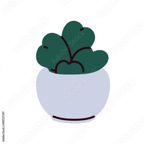 Hoya kerrii, interior plant in pot. Heart-shaped leaf houseplant, green folia...