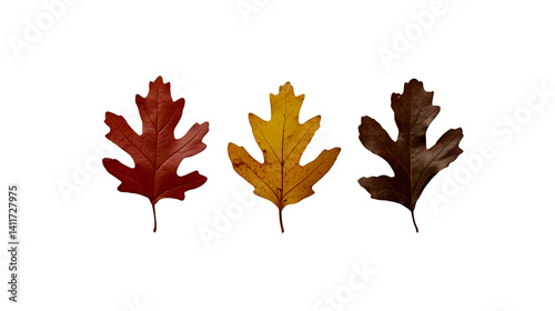 Three Oak Leaves in Different Colors on Beige isolated on transparent background
