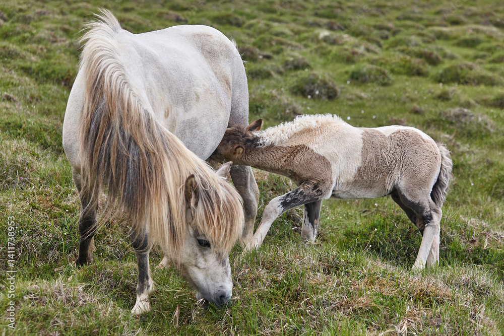 Mare breastfeeding her calf. Icelandic horse breed. Iceland wildlife