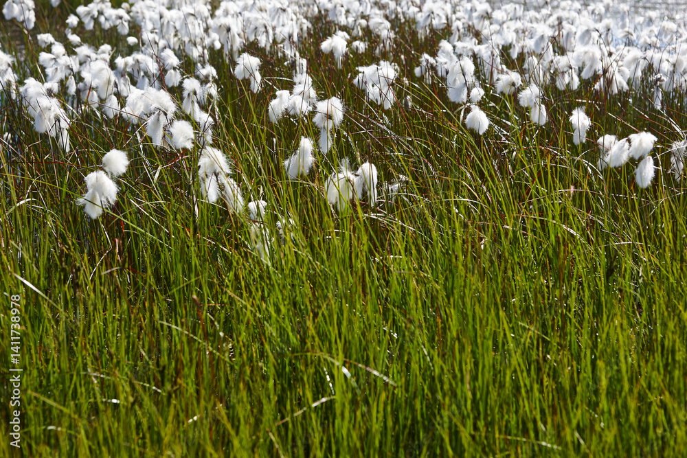 Picturesque white plants blooming and grass. Southeast area. Iceland