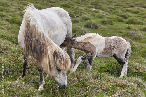 Obraz na płótnie Mare breastfeeding her calf. Icelandic horse breed. Iceland wildlife w salonie
