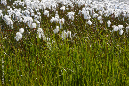 Obraz na płótnie Picturesque white plants blooming and grass. Southeast area. Iceland w salonie