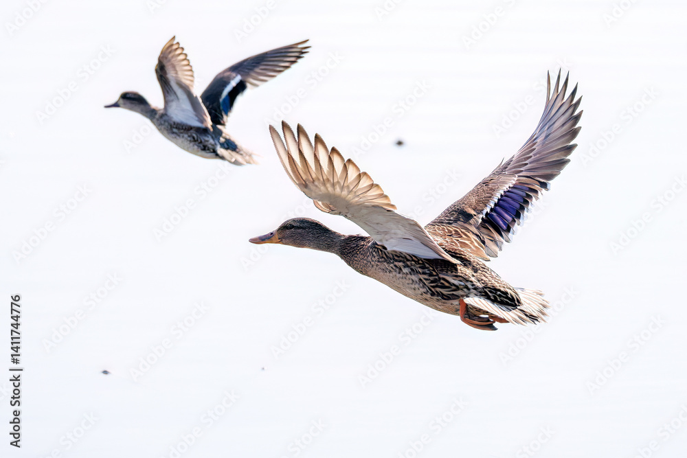 飛翔する美しいコガモ(カモ科)他の群れ
英名学名:Common Teal (Anas crecca, family comprising Mareca ducks)
栃木県栃木市渡良瀬遊水地-2025
飛翔する美しいコガモ(カモ科)他の群れ
英名学名:Common Teal (Anas crecca, family comprising Mareca ducks)
栃木県栃木市渡良瀬遊水地-2025