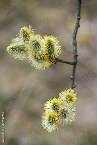 a fluffy twig in spring
