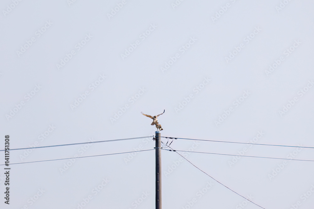 交尾するノスリ(タカ科)
英名学名:Eastern Buzzard (Buteo japonicus, family comprising hawks)
栃木県栃木市渡良瀬遊水地-2025
交尾するノスリ(タカ科)
英名学名:Eastern Buzzard (Buteo japonicus, family comprising hawks)
栃木県栃木市渡良瀬遊水地-2025