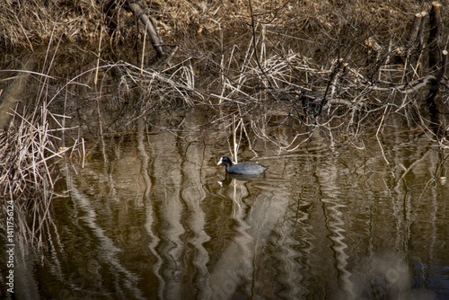 General plan of a coot duck on a lake photo