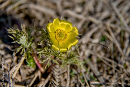 Obraz na płótnie Spring adonis photography. Steppe spring flower