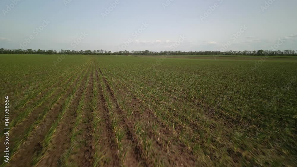 Aerial View of the Field of Garlic in Ukraine Aerial View of the Field of Garlic in Ukraine