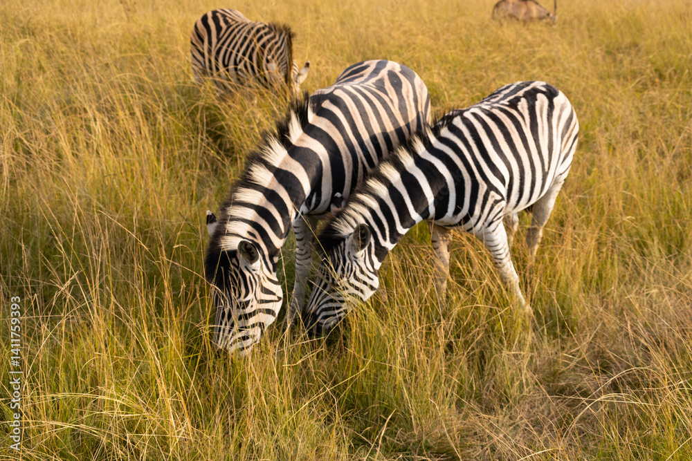 Obraz premium ZEBRA LIFE 