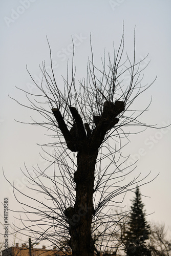 Obraz na płótnie Urban tree care mistake with harmful topping leads to dead and decaying branches. Poor arboriculture practice of cutting tree tops incorrectly results in lifeless branches, unhealthy trees against sky w salonie