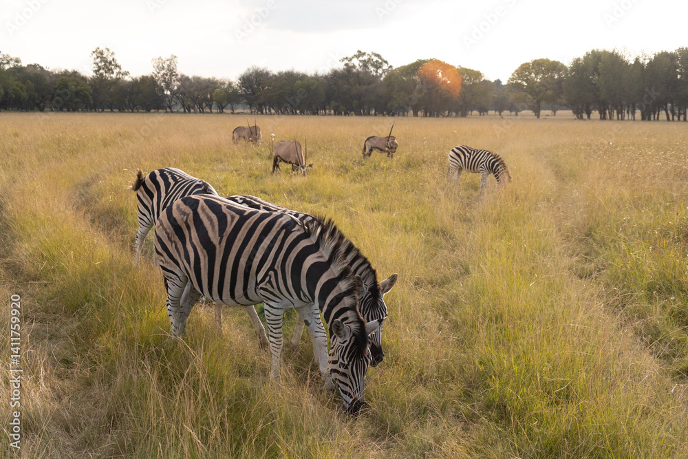 Fototapeta premium ZEBRA LIFE