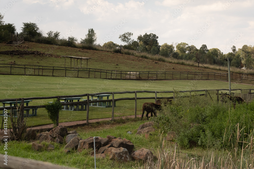 Obraz premium Animals 