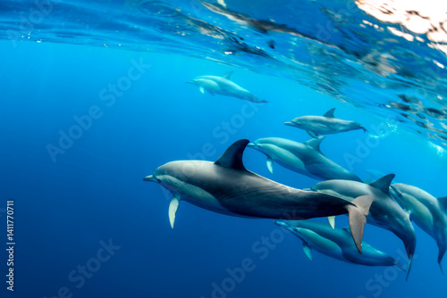 A Pod of dolphins swimming together in Australian waters.