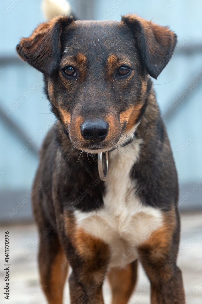 Dog in animal shelter. Homeless sad dog in a cage. Dog in animal shelter. Homeless sad dog in a cage.