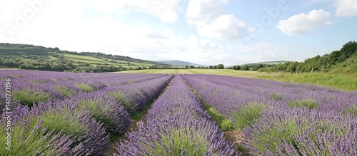 A beautiful field of lavender under a bright blue sky
