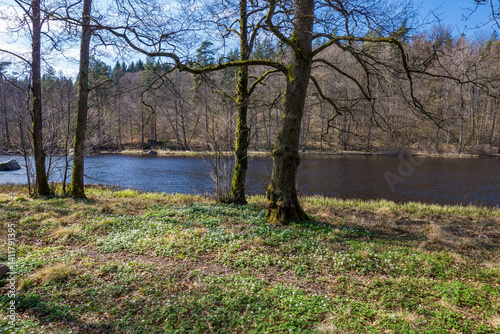 lake in the park