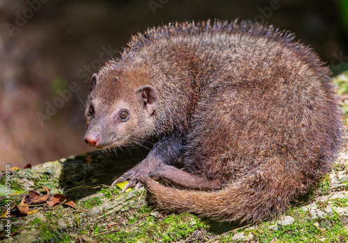 The common kusimanse (Crossarchus obscurus) is a small, diurnal kusimanse or dwarf mongoose. It has a vaguely weasel-shaped body with dark or reddish brown fur that is thick.
