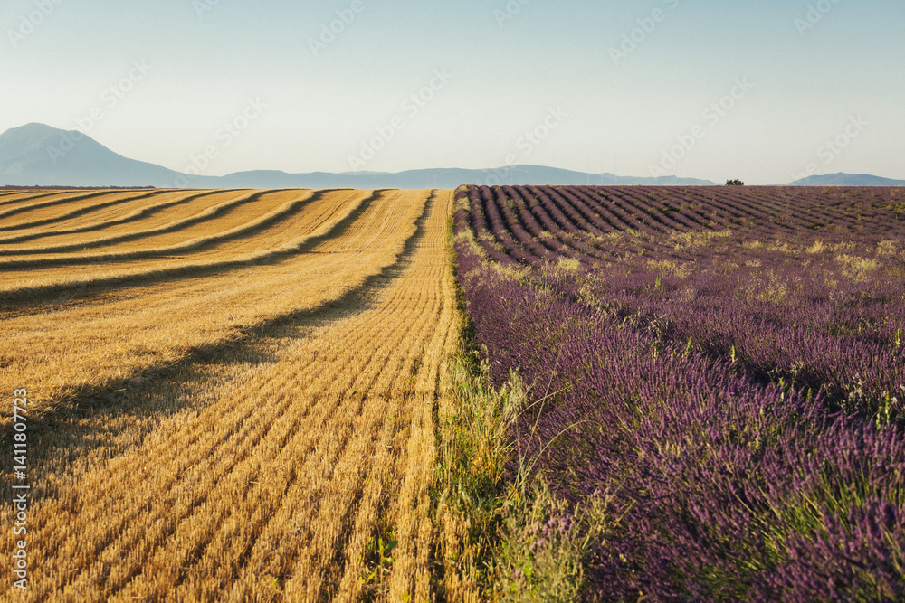 Fototapeta premium Limite agricole