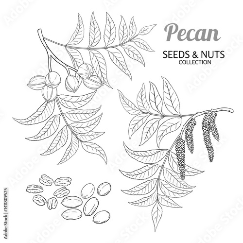 Pecan Branch with Flowers, Nuts and Leaves Outline Illustration. Organic natural nutritional healthy food ingredient, vegetarian diet product. Vector isolated for design or decoration.