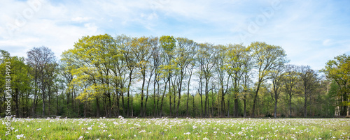 Obraz na płótnie pentecostal flowers in dutch meadow near oak forest in holland w salonie