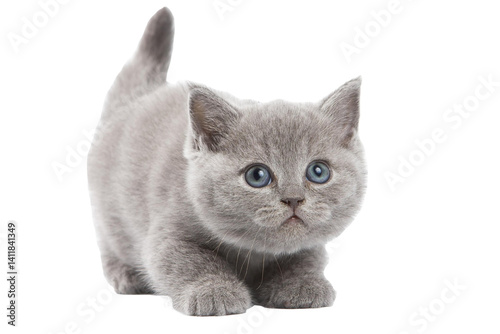 British Short hair kitten cute 