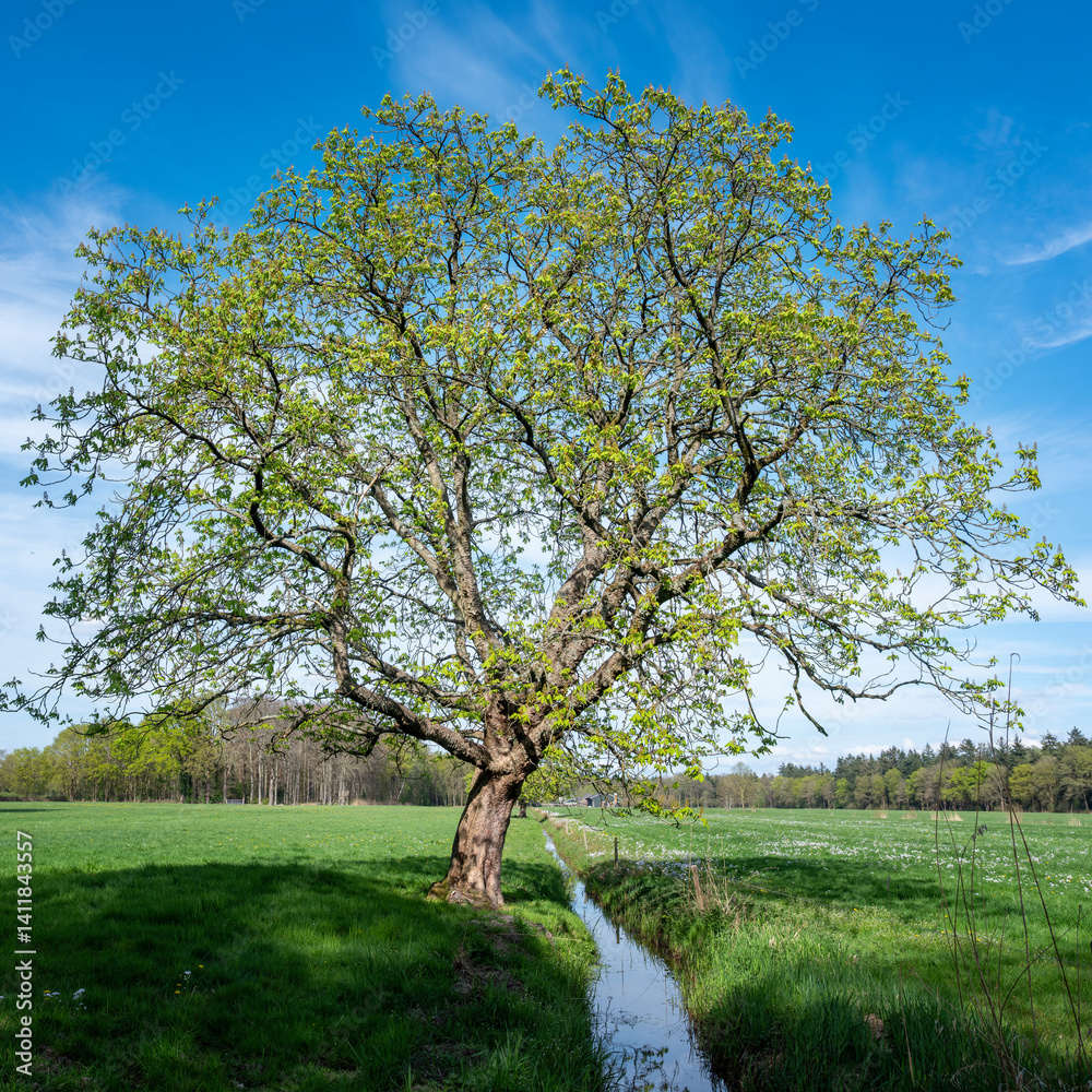 spring forest shows early spring colors. near meadow with chestnut tree in the netherlands