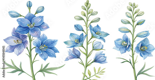 Blue Delphinium Flowers Watercolor